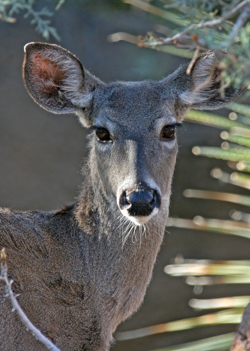 White Tailed Deer 006