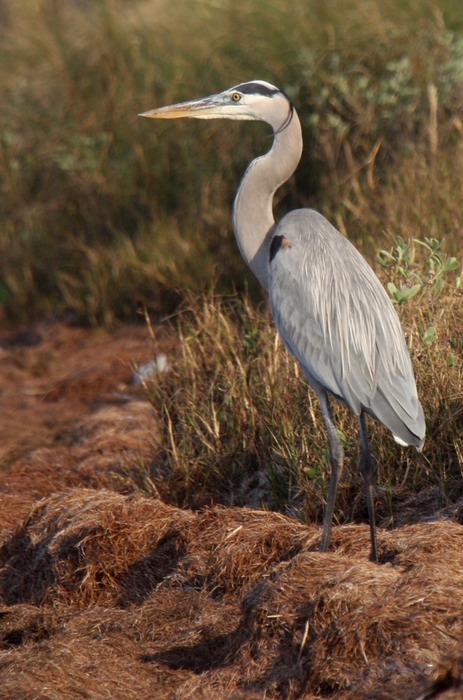 Great Blue Heron 003
