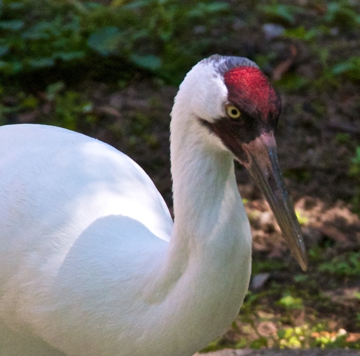 Whooping Crane 001