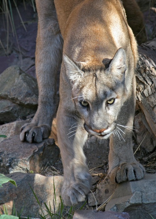 Mountain Lion 001