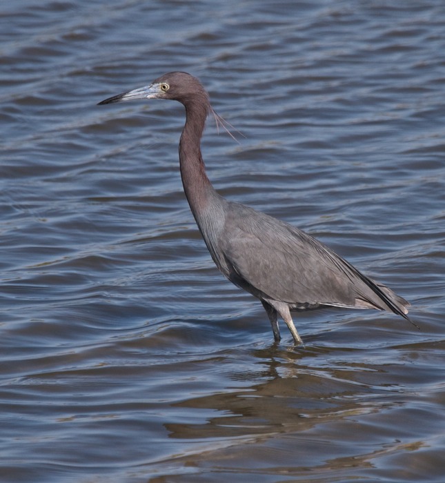 Little Blue Heron 001