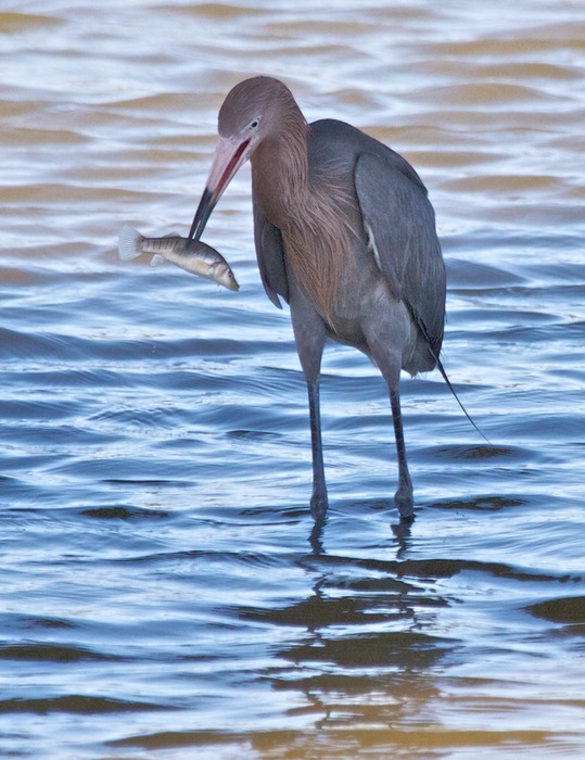 Red Heron 003