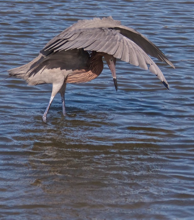 Red Heron 005