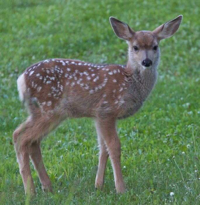 Mule Deer Fawn 001