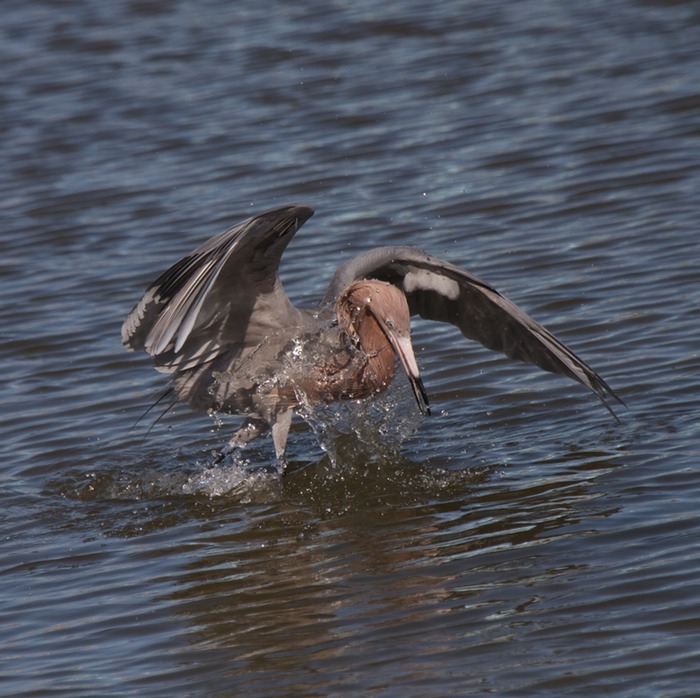 Red Heron 06