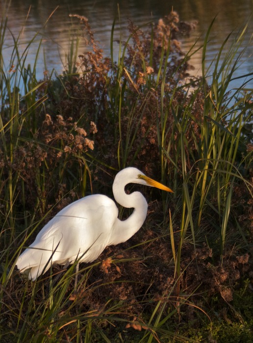 Great Egret 001