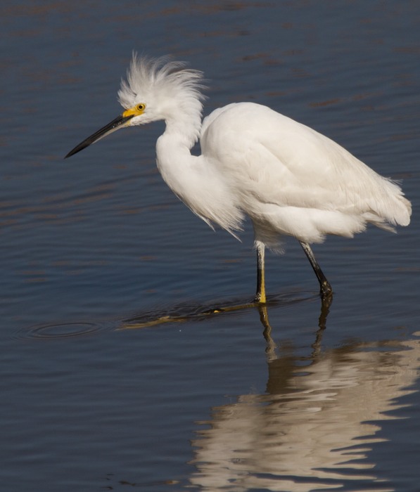 Snowy Egret  006