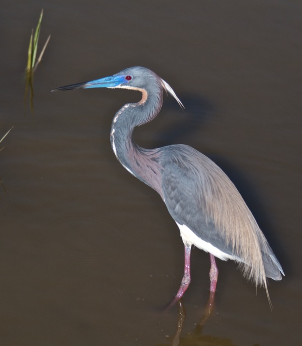 Tricolored Heron 004