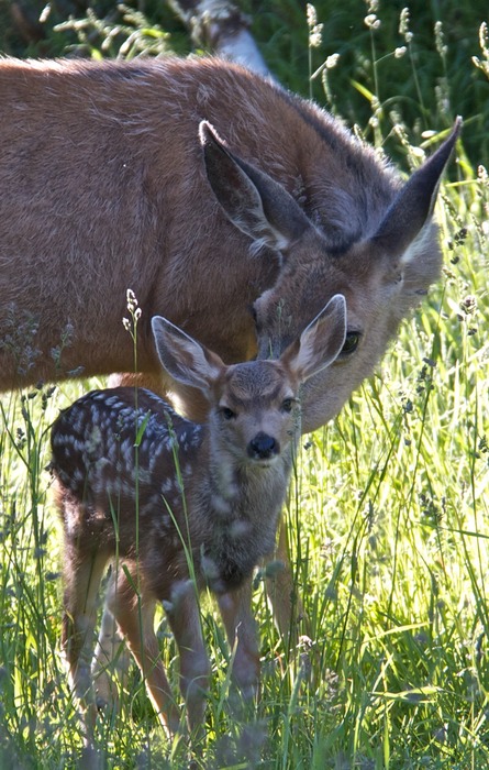 Mule Deer Fawn 002