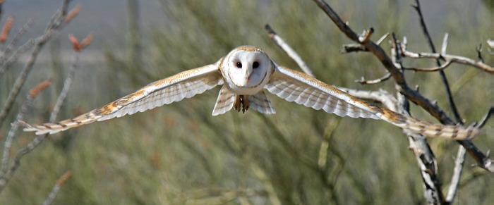 Barn Owl 002