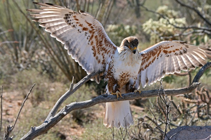 Ferruginous Hawk 001