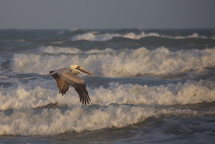 Brown Pelican 006