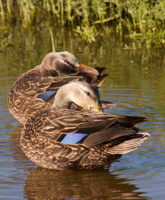 Mallard Duck Female 001