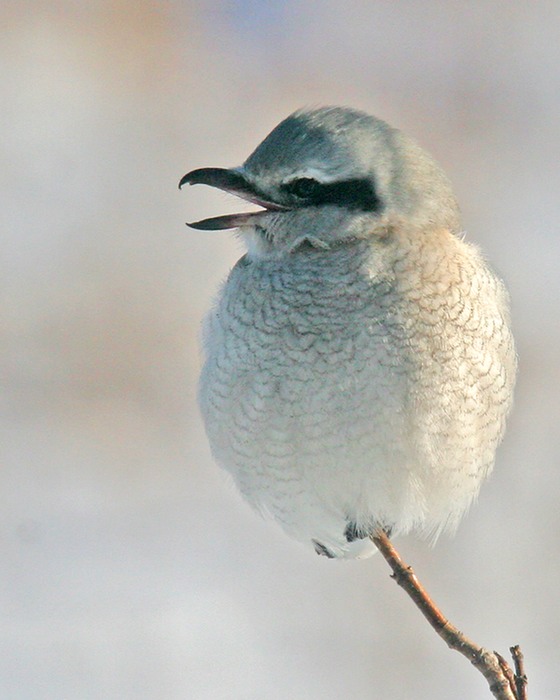 Northern Shrike 001