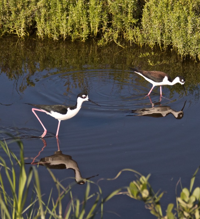 Black necked Stilt 003