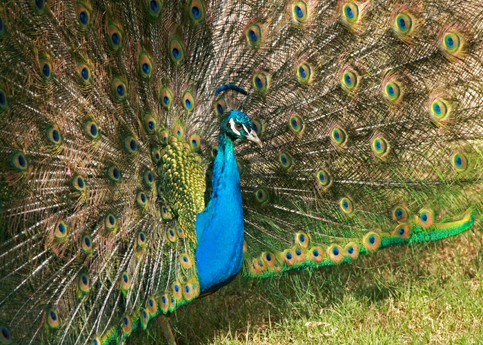 Peacock 001