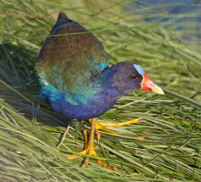 Purple Gallinule 003