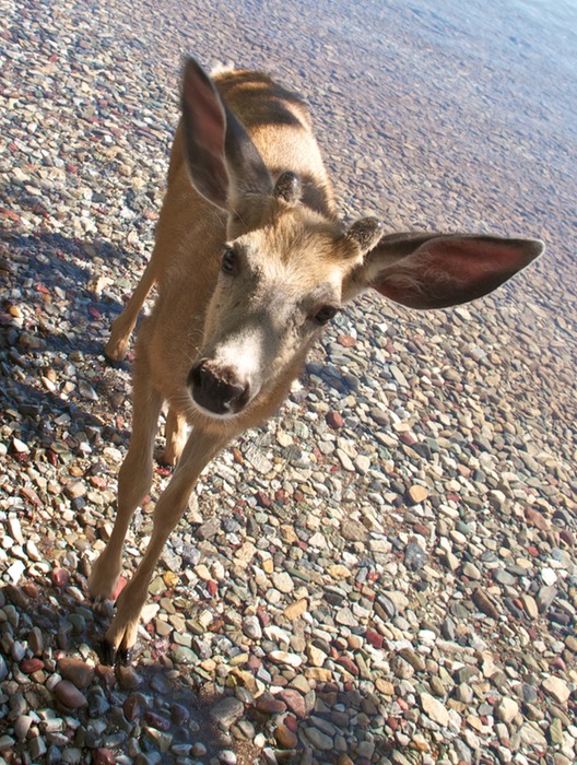 Mule Deer 002