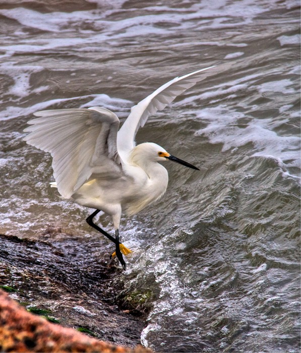 Snowy Egret  003