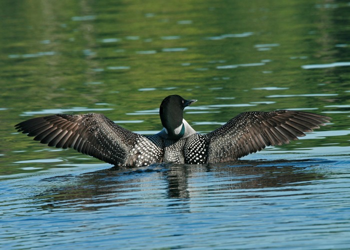 Loon 002