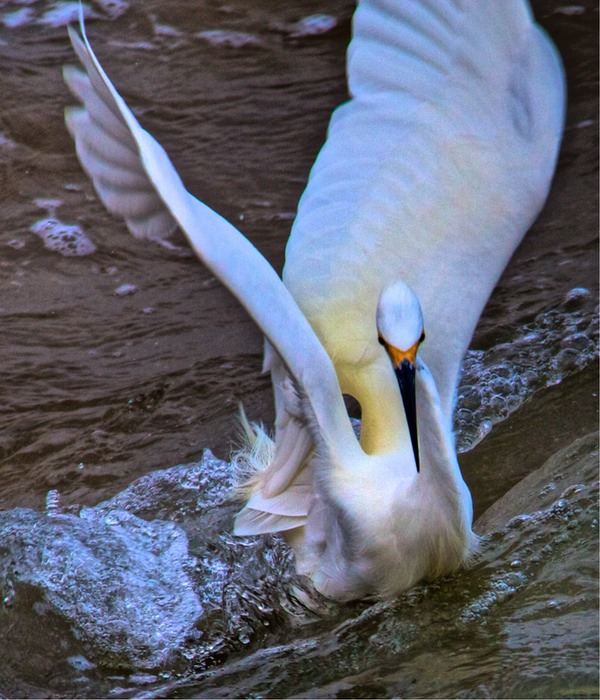 Snowy Egret  004