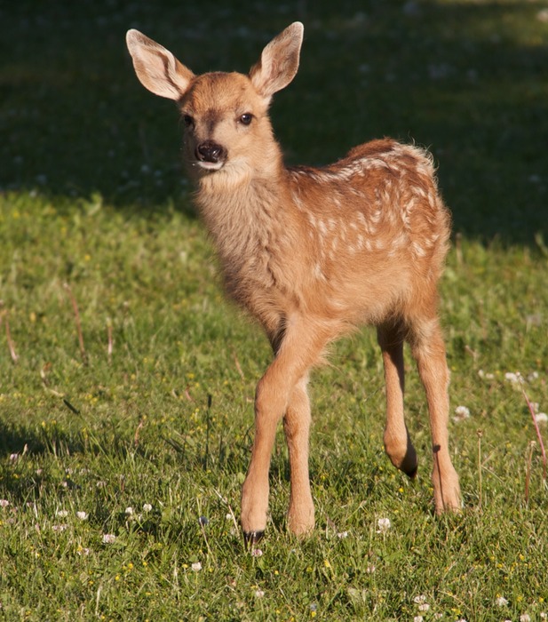 Mule Deer Fawn 003