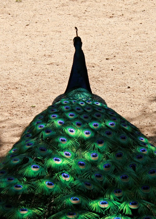 Peacock 002