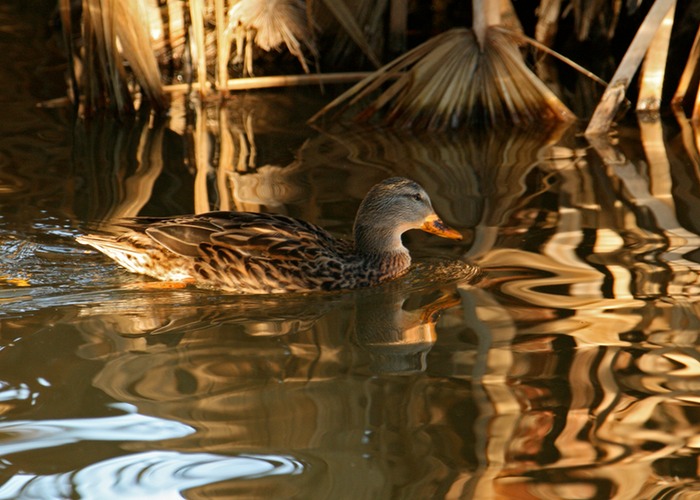 Mallard Duck Female 002