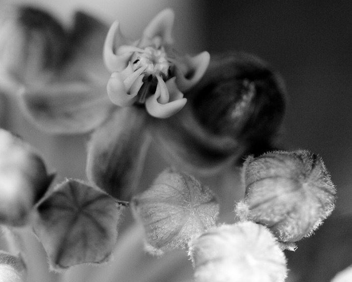 Milkweed Blossom 001