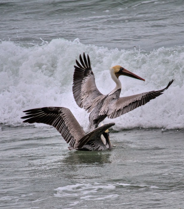 Brown Pelican 002