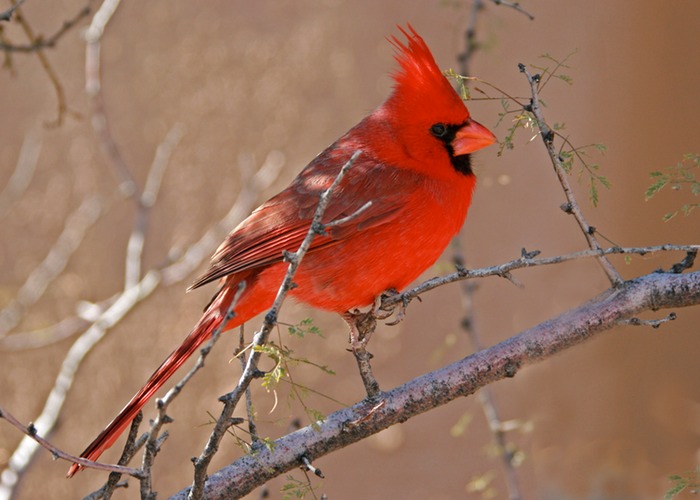 Cardinal 001