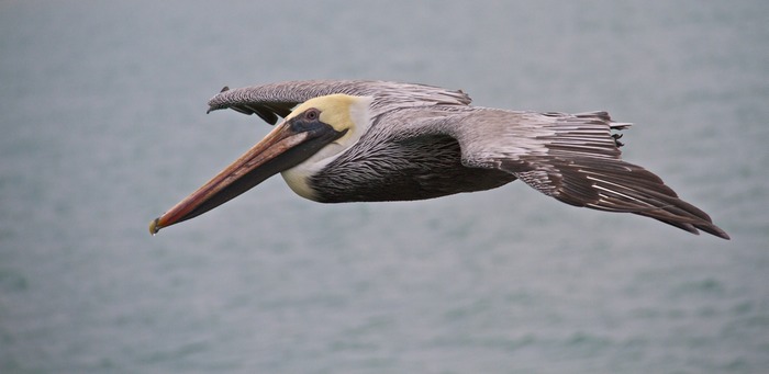 Brown Pelican 005