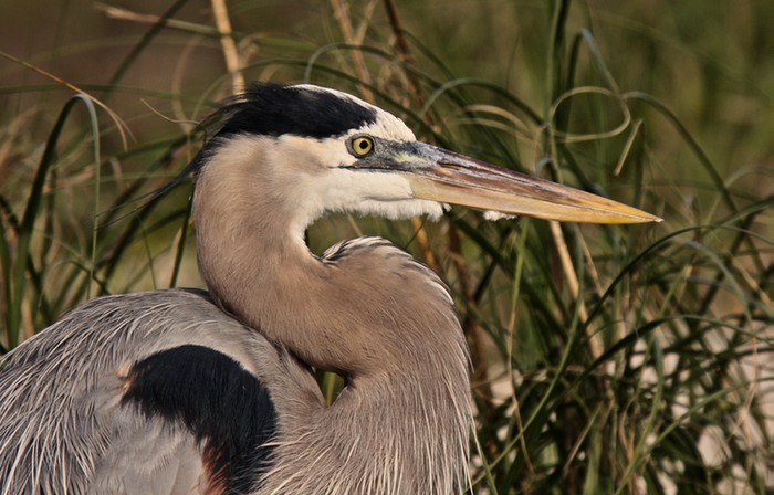 Great Blue Heron 006