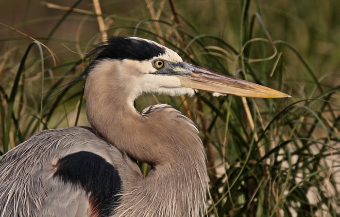 Great Blue Heron 006