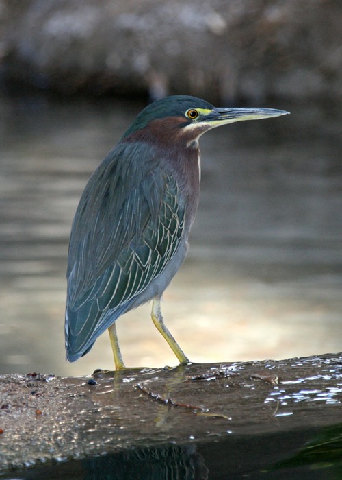 Green Heron