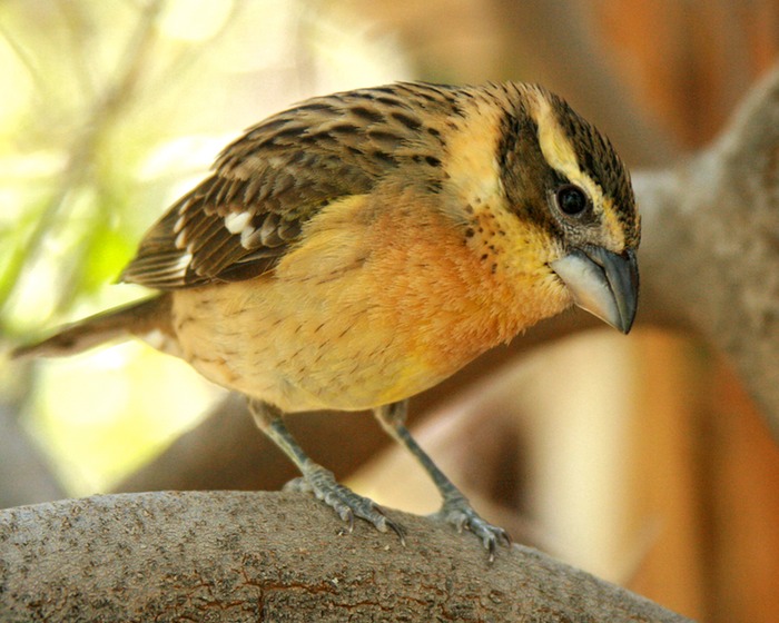 Grosbeak Juvenile 001