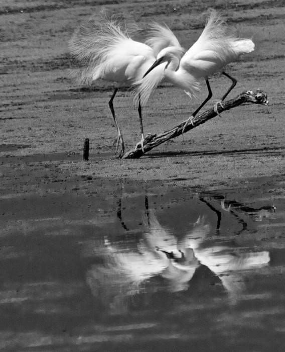 Snowy Egret  001