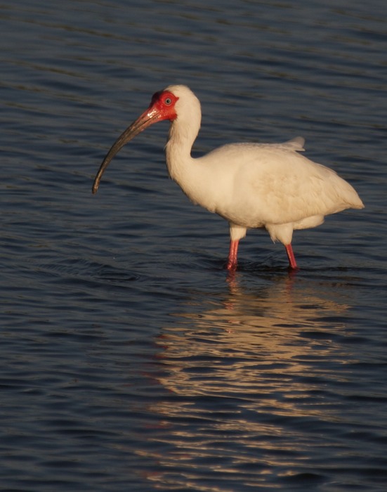 White Ibis 001