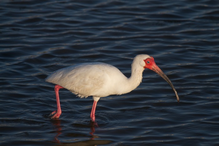 White Ibis 002