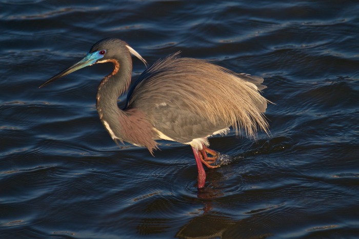 Tricolored Heron 003