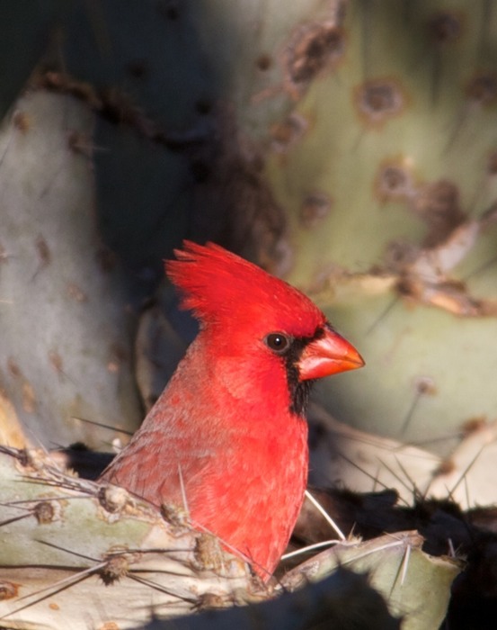 Cardinal 002