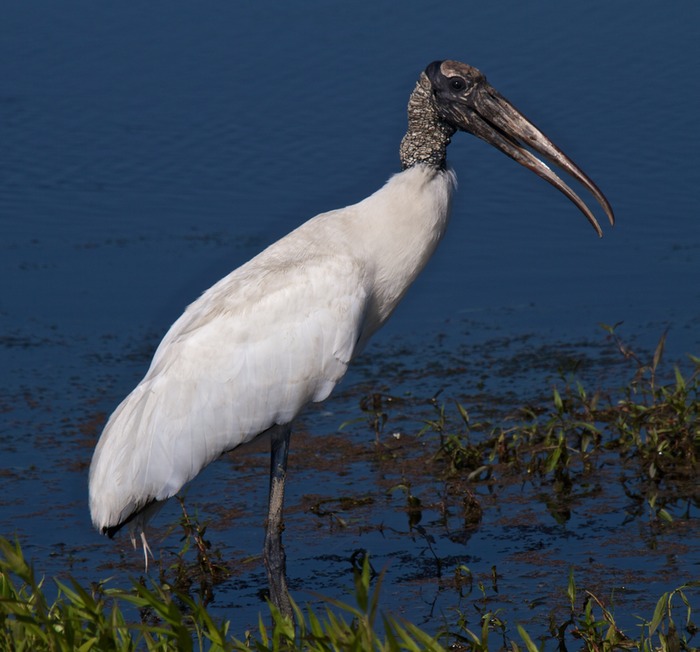 Wood Stork 001