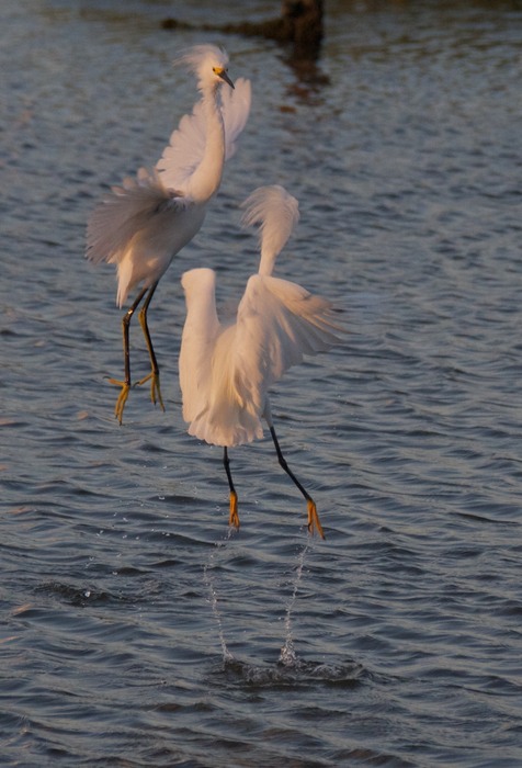 Snowy Egret  08