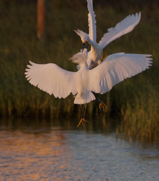 Snowy Egret  002  