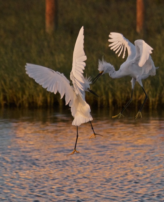 Snowy Egret  007