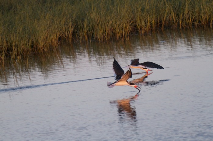 Black Skimmer 001