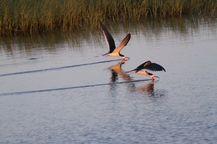 Black Skimmer 002