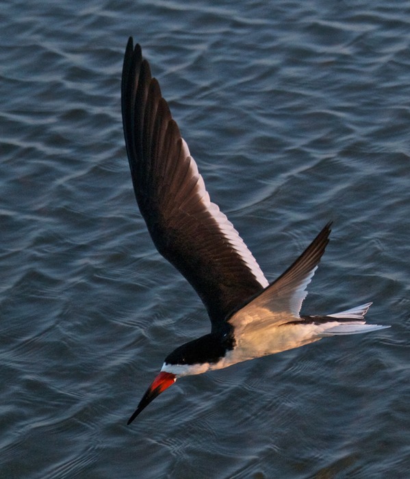 Black Skimmer 003