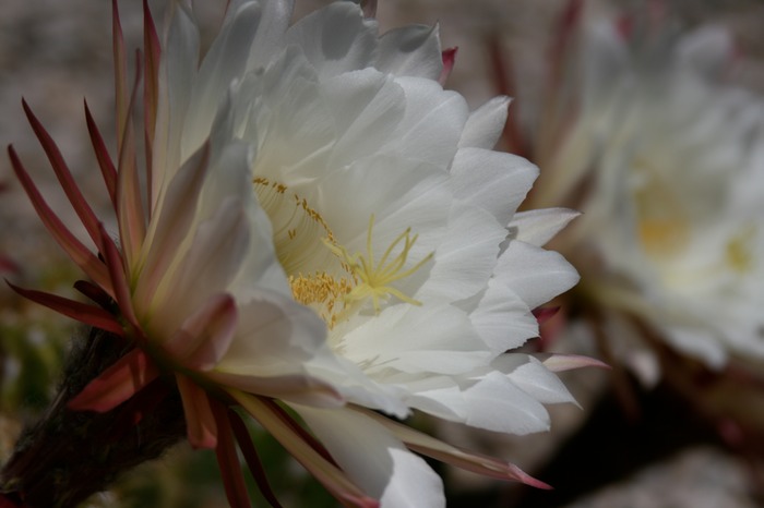 Cereus Night Blooming 002