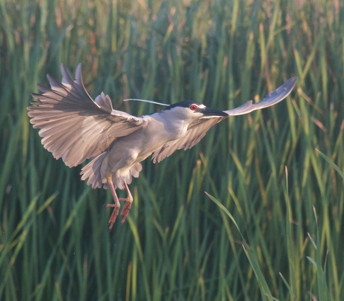 Black Crowned Night Heron 001